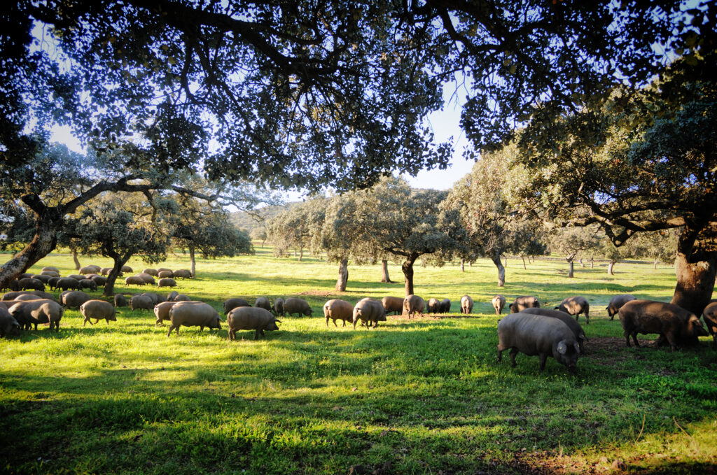 Dehesa y Cerdo Ibérico